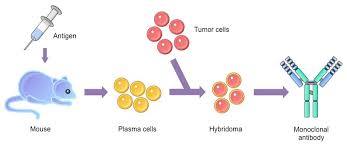 Monoclonal Antibody - MyBioSource Learning Center