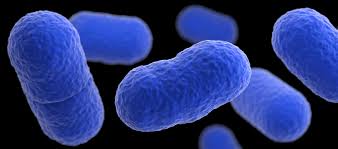 Listeria (Listeriosis) | Listeria | CDC